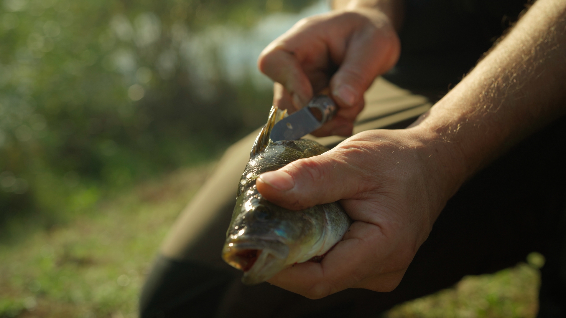 Frisch gefangener Fisch in der Hand – Angelschein Schleswig-Holstein online machen